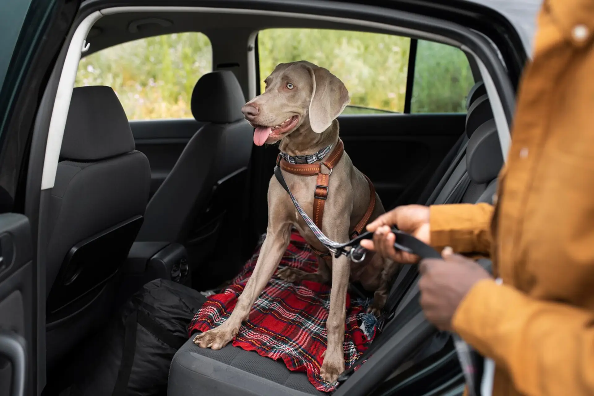 Taxi Transport d'animaux à Bourg - Service confortable et sécurisé pour le transport de vos animaux de compagnie, déplacements régionaux et longs trajets